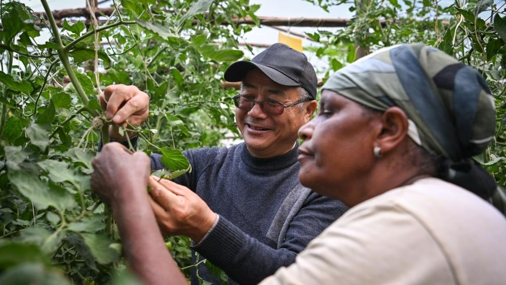 Des experts chinois aident des agriculteurs kényans dans la culture des tomates